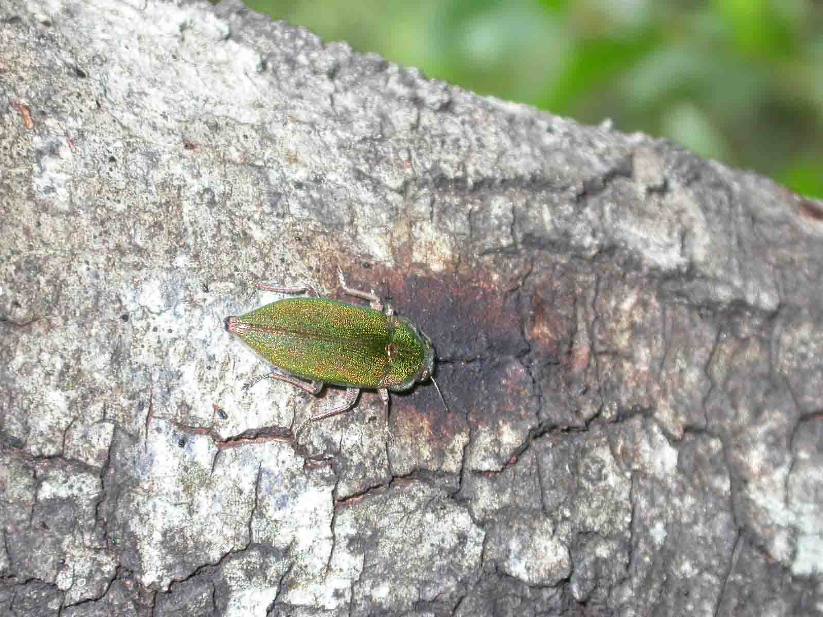 Latipalpis plana